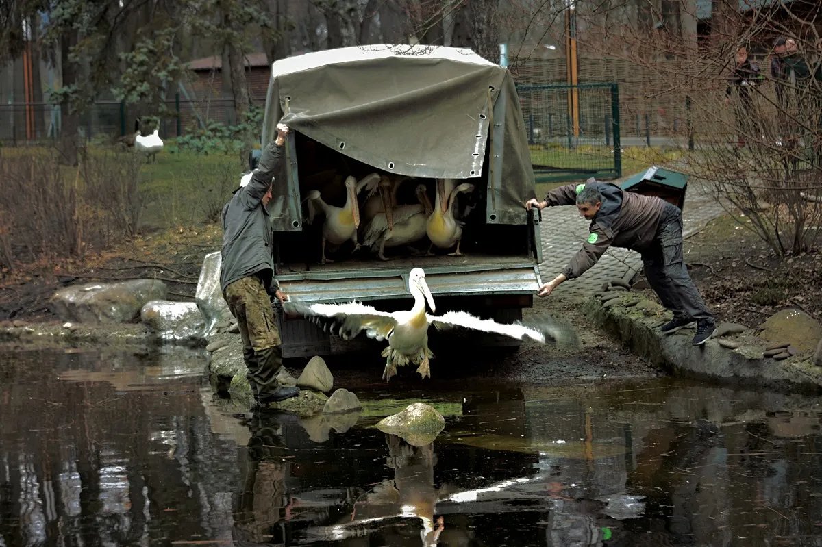 У зоопарку Києва випустили на воду родину пеліканів 1