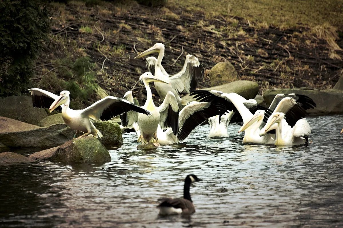 У зоопарку Києва випустили на воду родину пеліканів 2