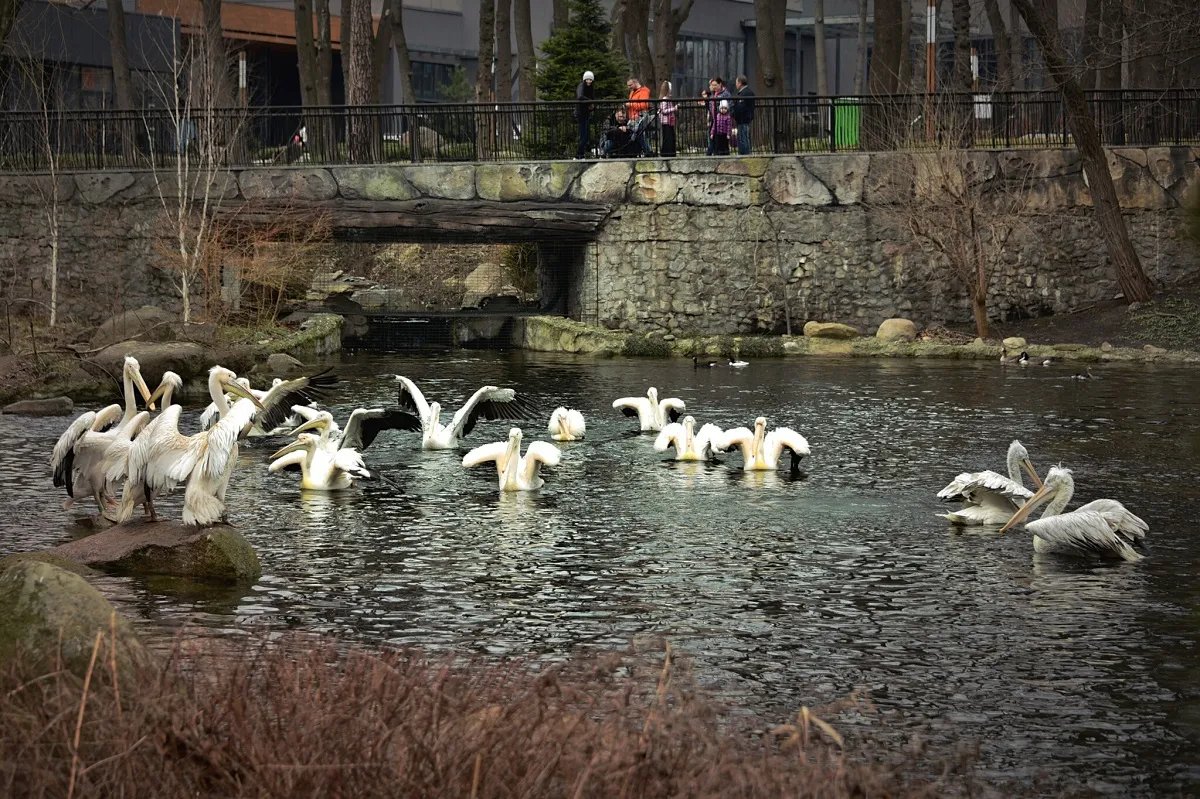 У зоопарку Києва випустили на воду родину пеліканів 4