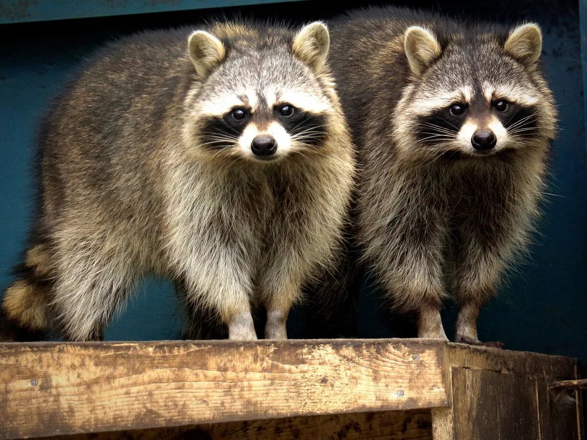 У зоопарку Києва випустили на воду родину пеліканів 6