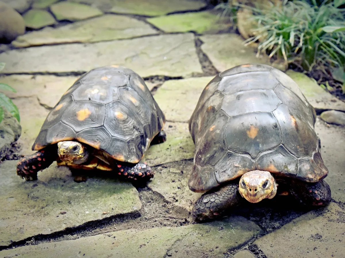 У зоопарку Києва випустили на воду родину пеліканів 7