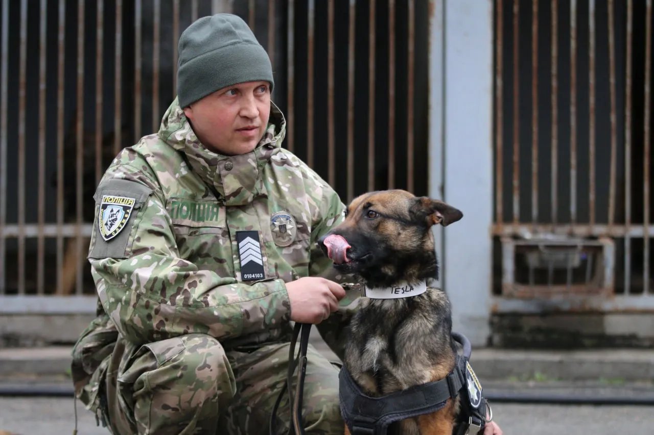 На допомогу Патрону: Україна отримала від Нідерландів 11 собак-саперів 4