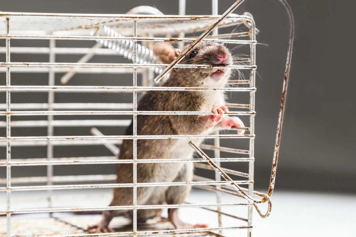 Миші в клітці Миші в клітці