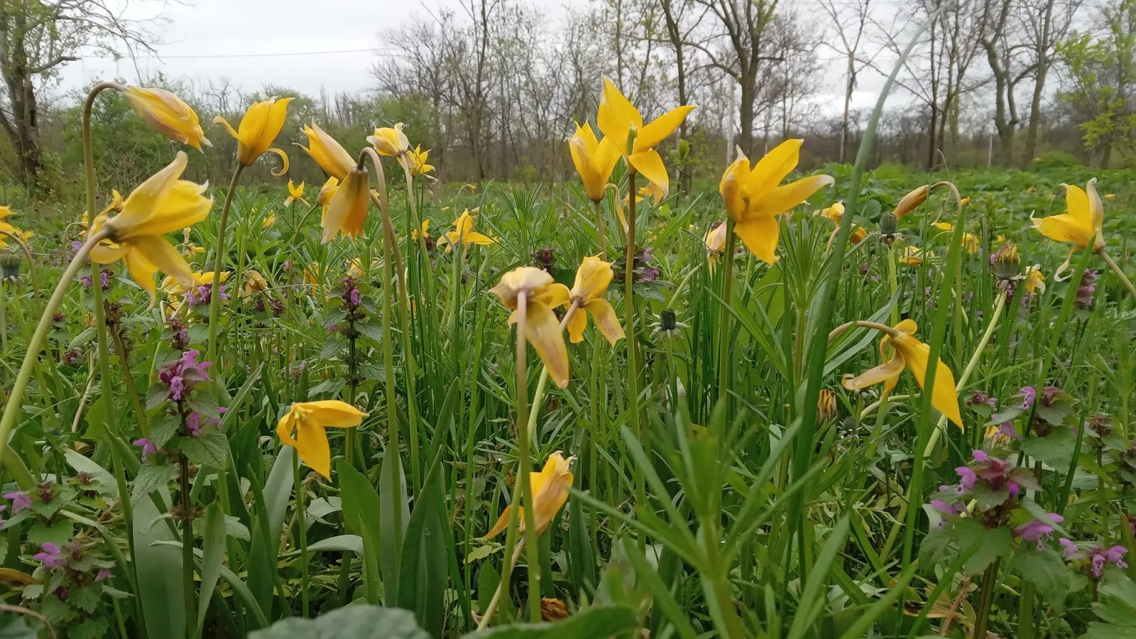 Тюльпан дібровний м. Кропивницький Квітень 2023. Фото: Фейсбук - Сергій Мілютін