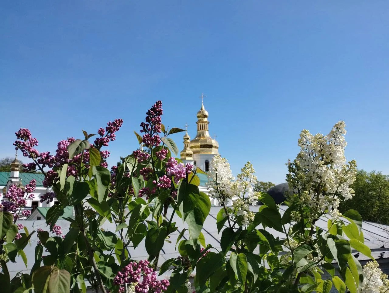 Цвітіння бузка. Киево-Печерская Лавра, травень 2023 року. Фото: Facebook Київська Духовна Академія Цвітіння бузка. Киево-Печерская Лавра, травень 2023 року. Фото: Facebook Київська Духовна Академія