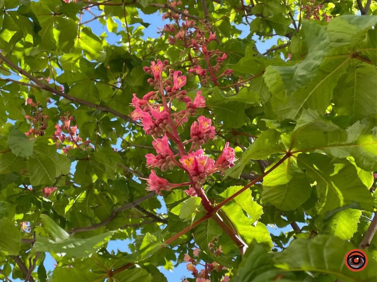 Цвіт рожевого каштана