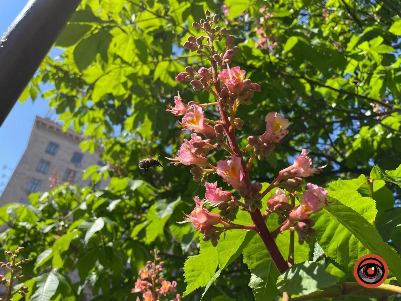 Київський каштан