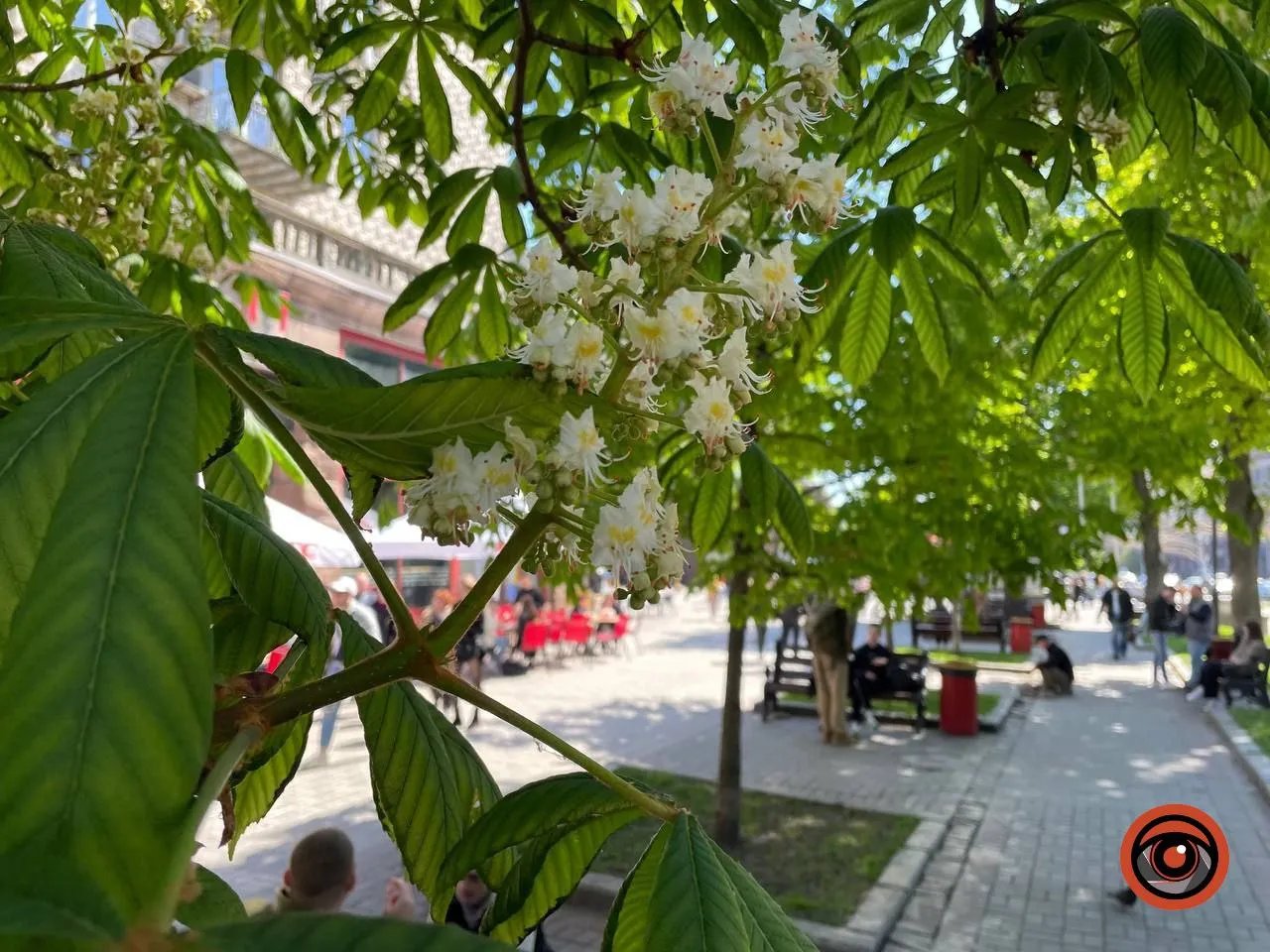 Цвіт білого каштана