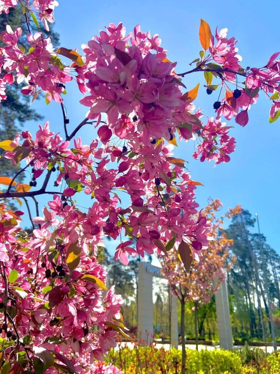 Сакури в парку "Партизанської слави"