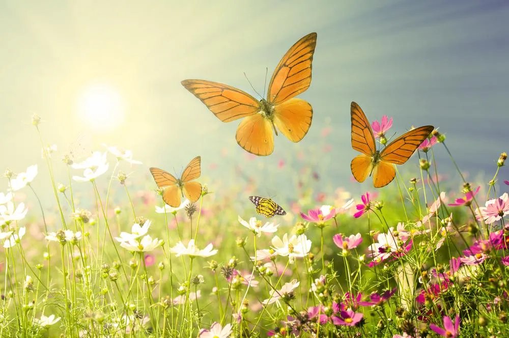 В народе 16 мая называют Мавра Рассадница