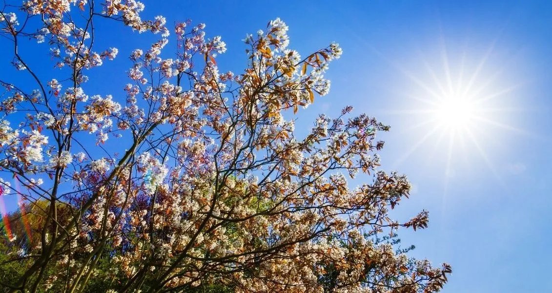 В народі 19 травня називали Іов Горошник