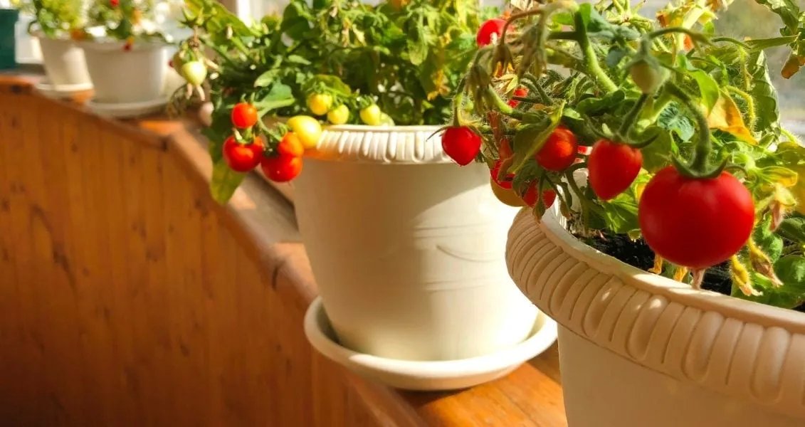 Всесвітній день міських фермерів (World Urban Farmers Day)