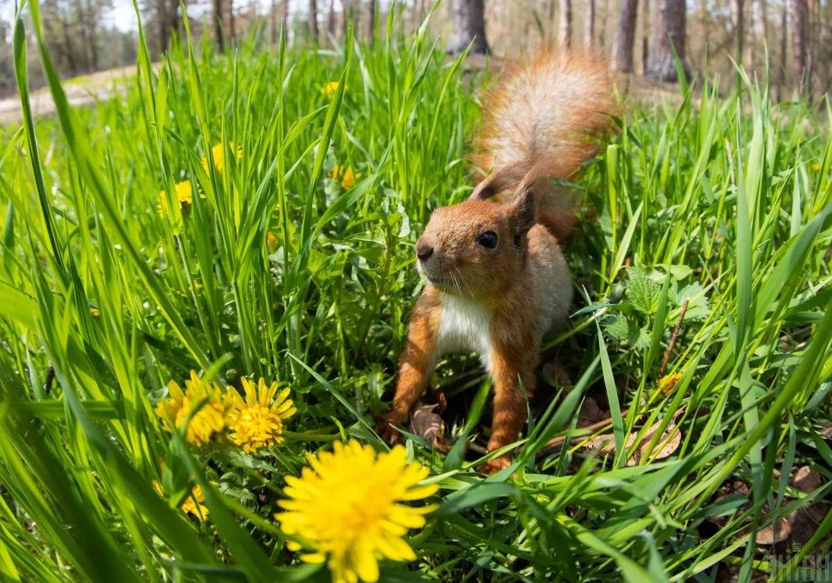 23 травня вважається вдалим днем для збору м'яти, кропиви і лікарських трав