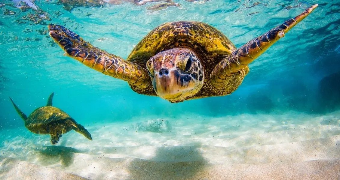 Всесвітній день черепахи