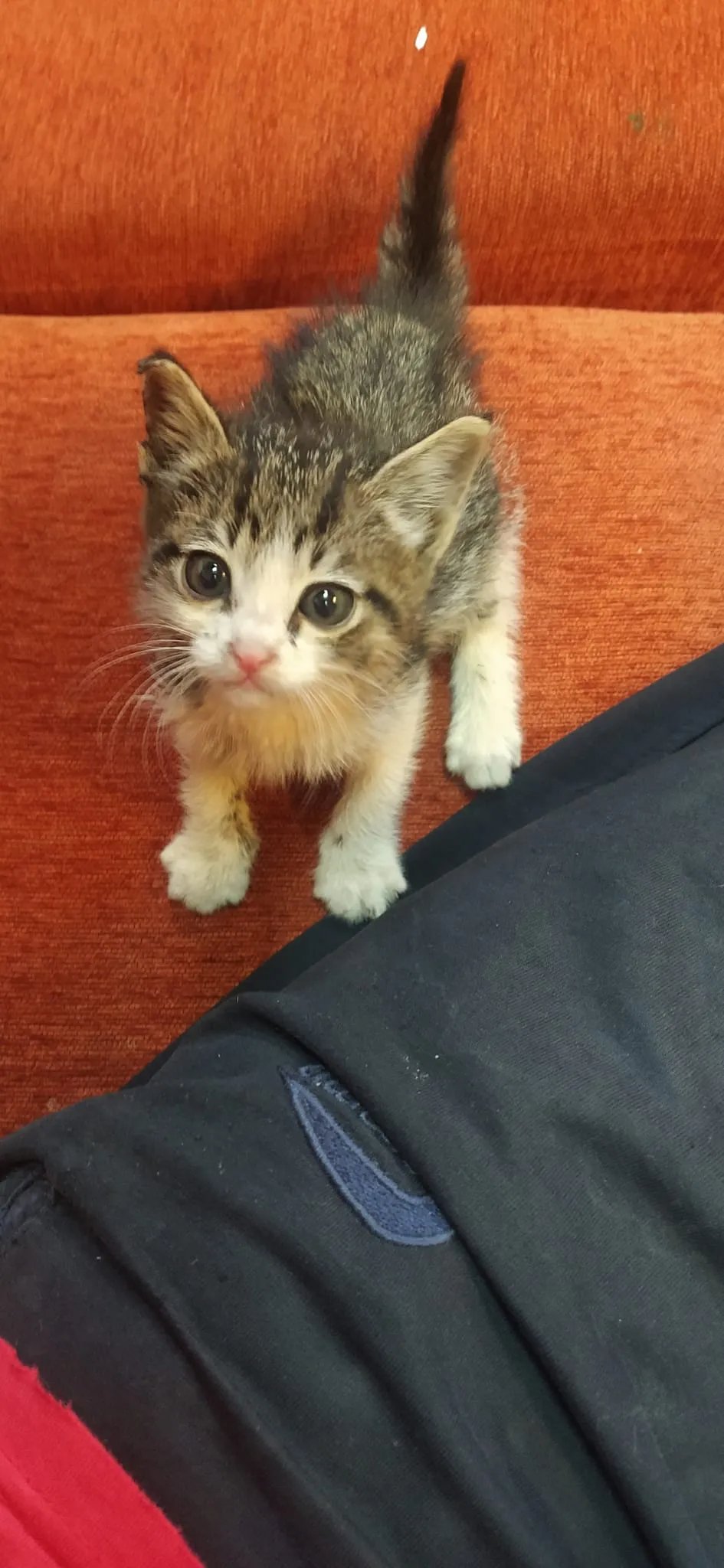 Пухнастого мандрівника назвали Шекель