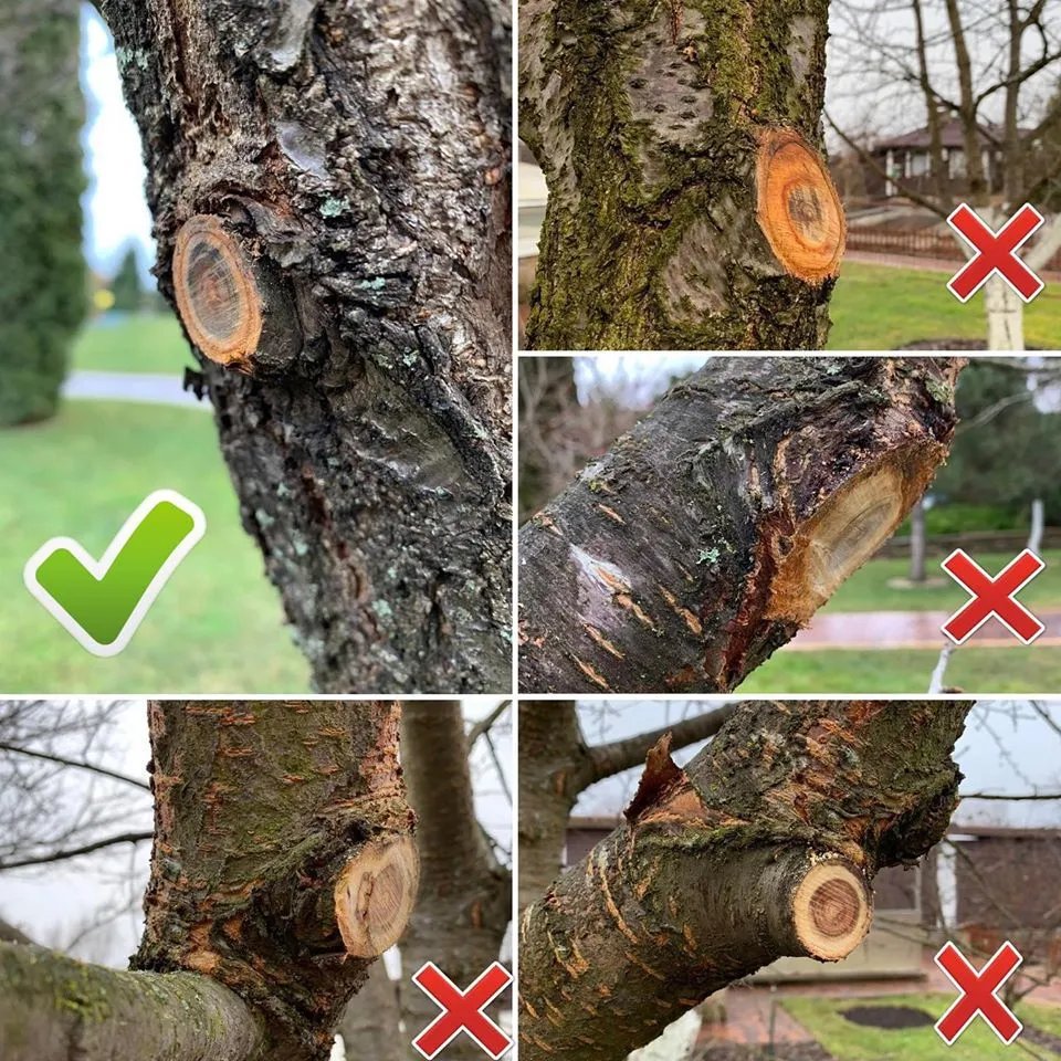 Нові правила обрізки дерев у Києві Нові правила обрізки дерев у Києві