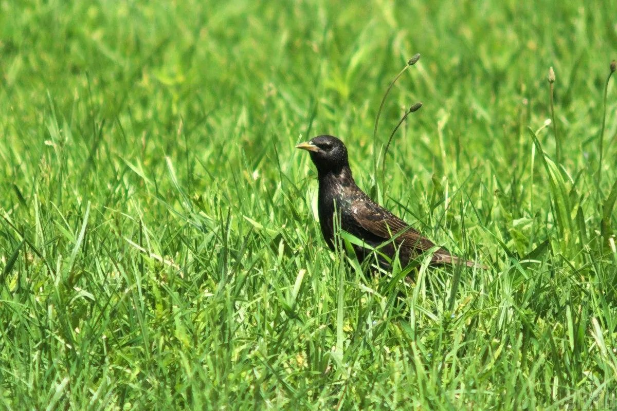 У народі 26 травня має назву Лікера-комарниця