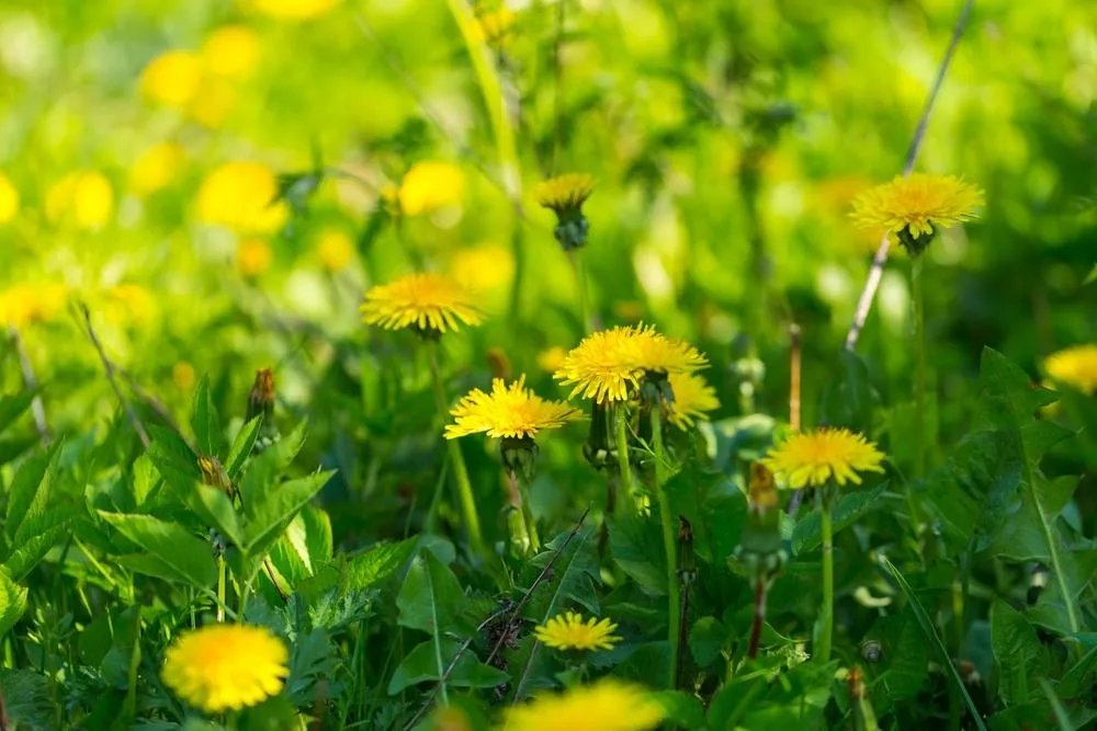 Святого Сидора вважали покровителем огірків і північного вітру