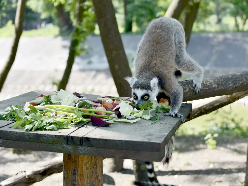 сніданок лемура сніданок лемура