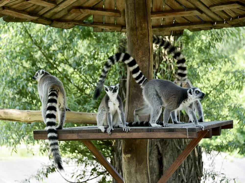 лемури лемури