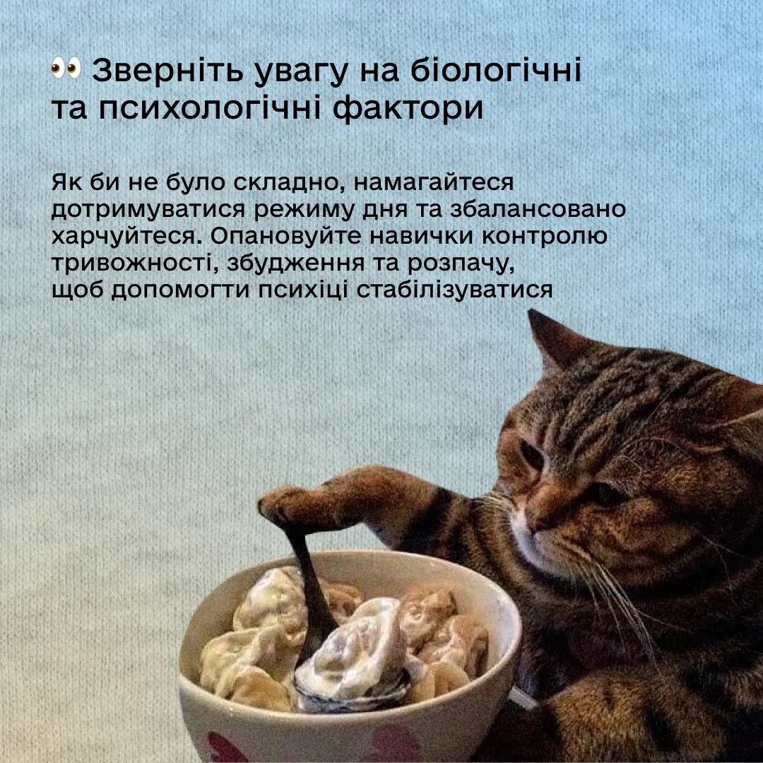 У "Дії" на прикладі з котиками дали поради, як заснути під час масованих атак 4
