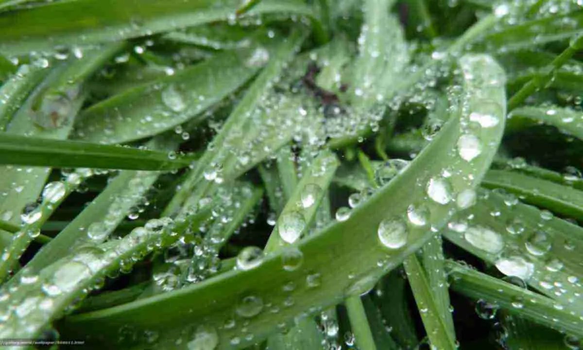 З Іванового дня пішли шкідливі медяні роси, які приносять рослинам хвороби