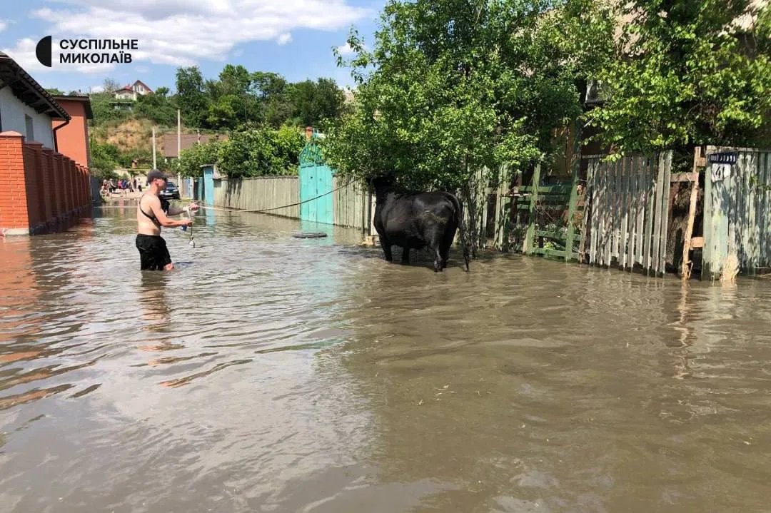 Тварин виводять із затоплених ділянок. Фото: Суспільне Миколаїв Тварин виводять із затоплених ділянок. Фото: Суспільне Миколаїв