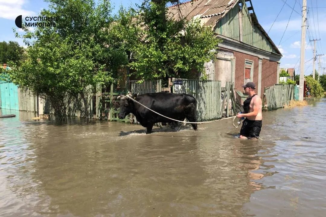Голодних тварин евакуюють. Фото: Суспільне Миколаїв Голодних тварин евакуюють. Фото: Суспільне Миколаїв