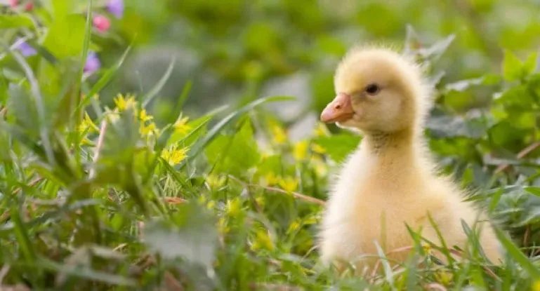 Сьогодні вдалий день, щоб купити каченят або гусенят