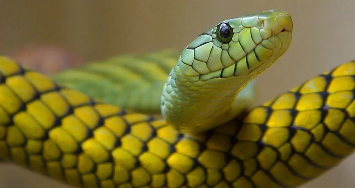 12 червня у народі відзначається Зміїне свято