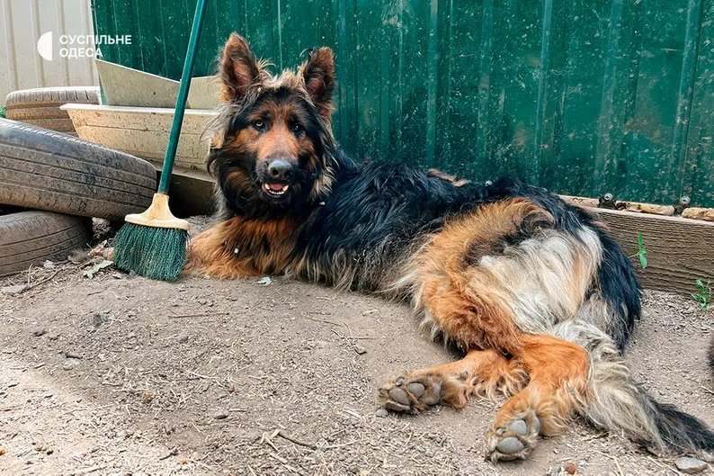 Налякані й нещасні: як рятують домашніх тварин на Херсонщині - відео 3