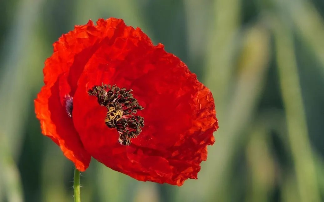 День скорботи і вшанування пам'яті жертв війни в Україні День скорботи і вшанування пам'яті жертв війни в Україні