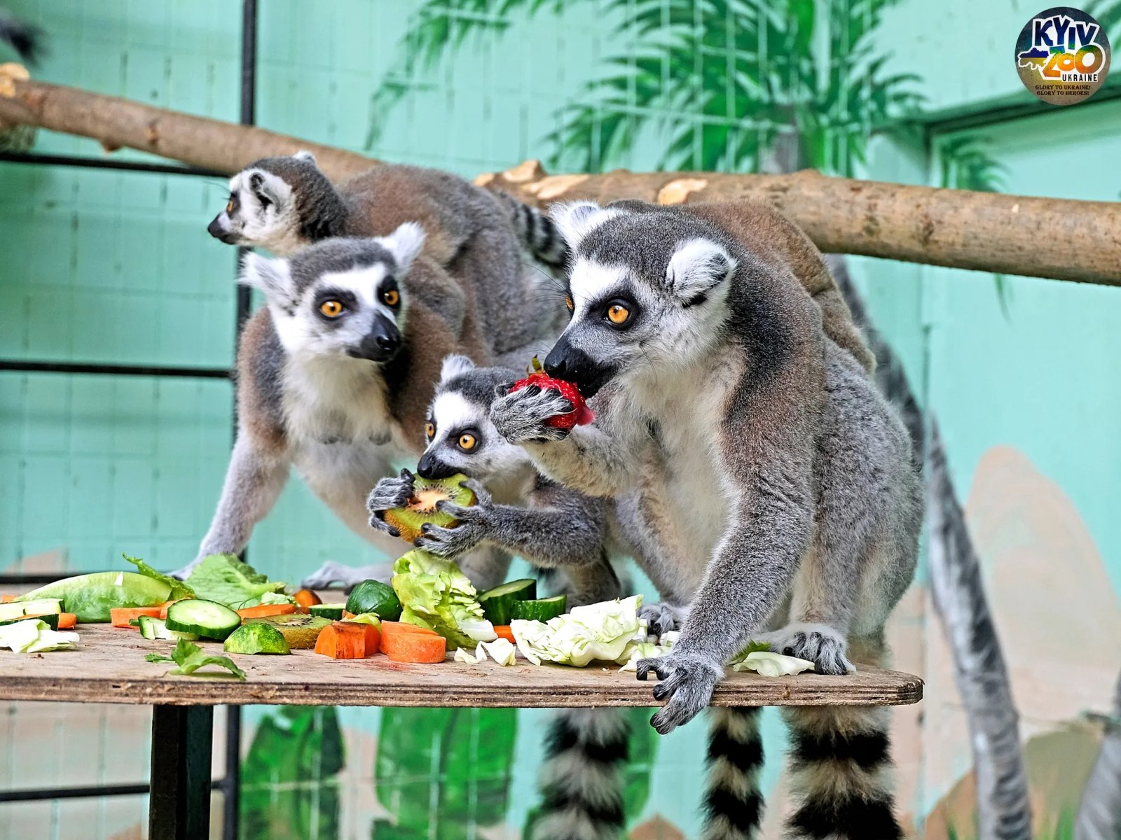 Котячі лемури 