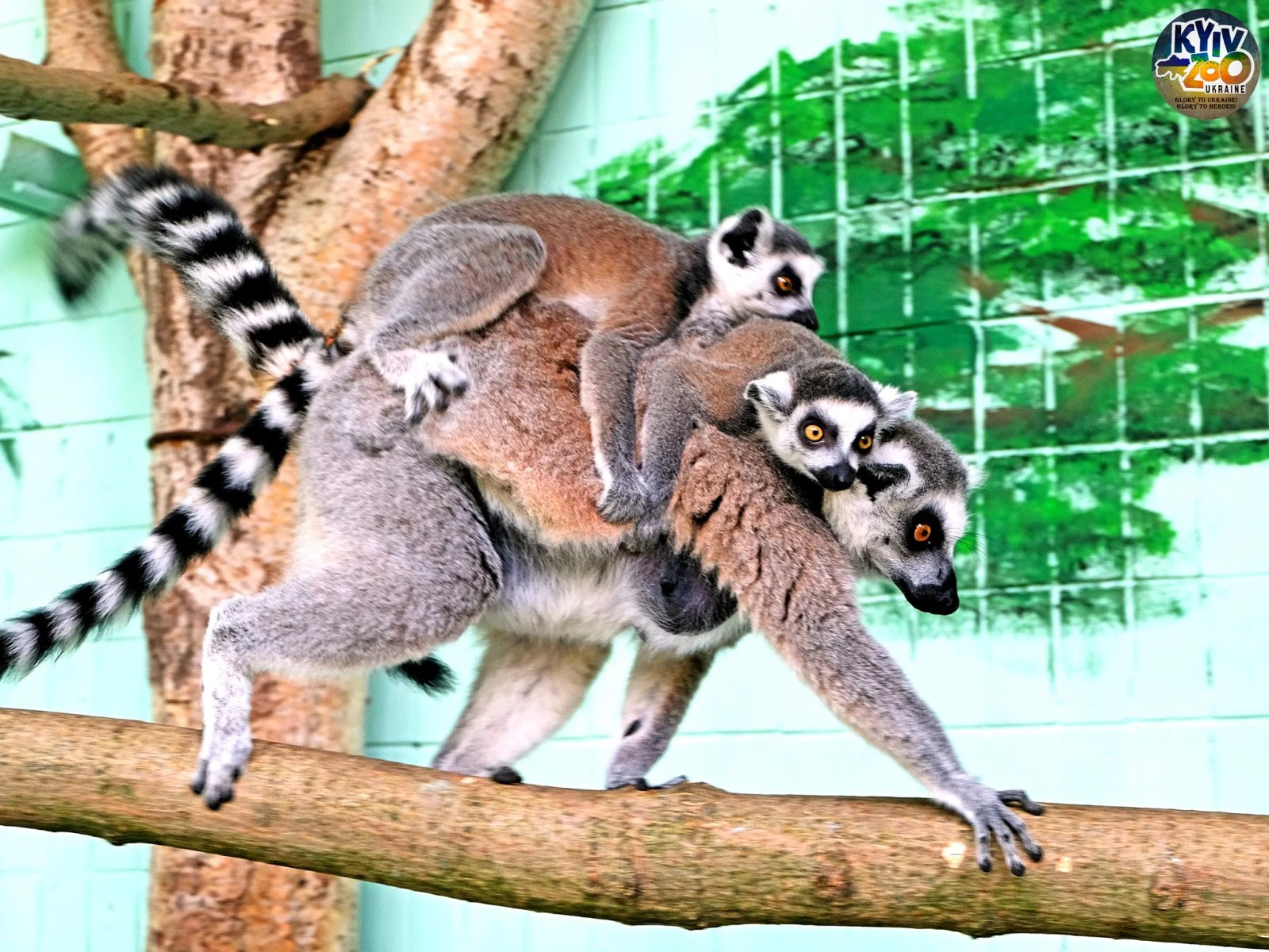 Сімейство лемурів