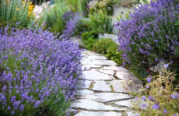 Пять натуральных средств предотвратить укусы действительно работающих комаров 1