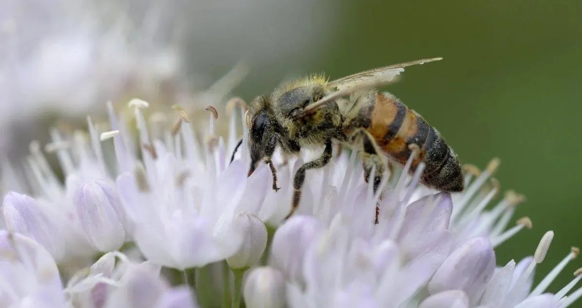 2 липня відзначається свято всіх пасічників