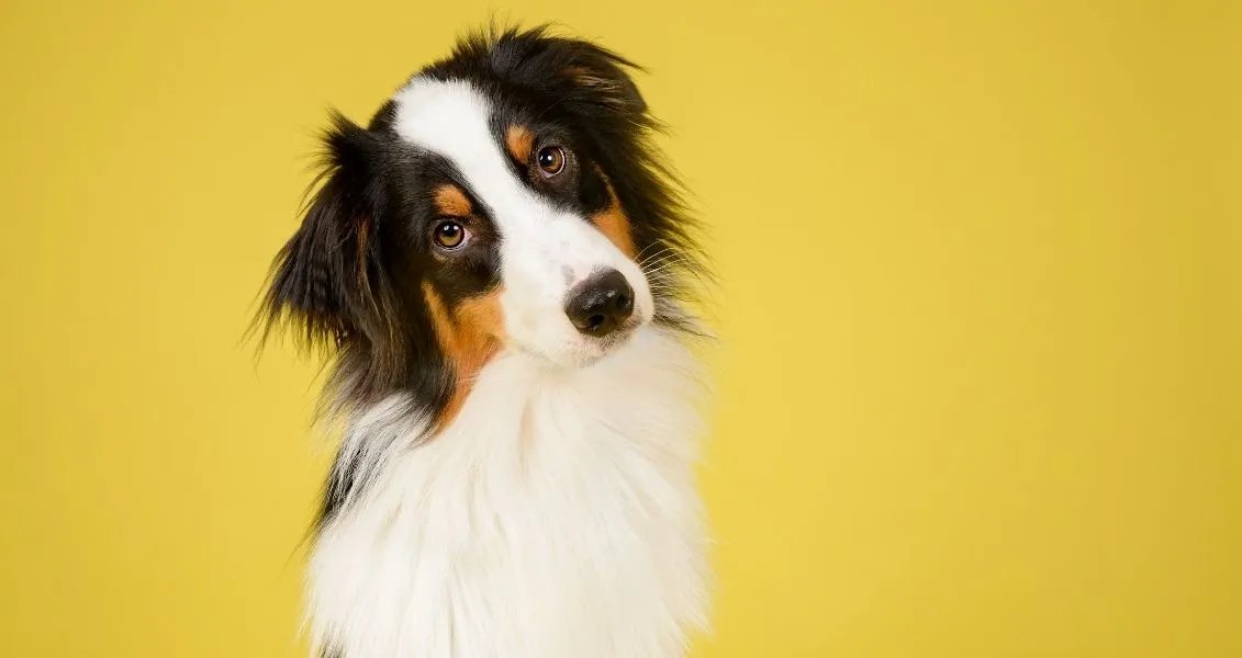 Міжнародний день собак