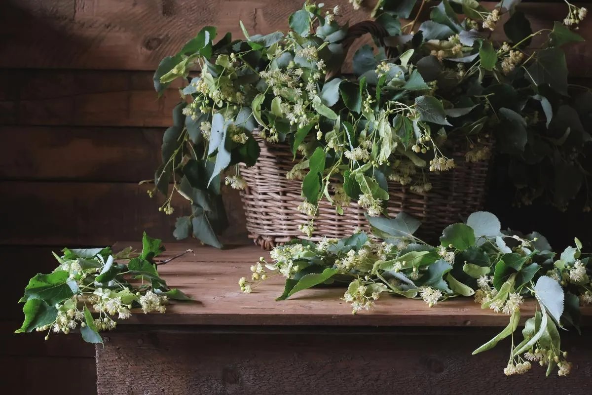 Вважалося, що липовий цвіт, зібраний 4 липня, володіє цілющою силою