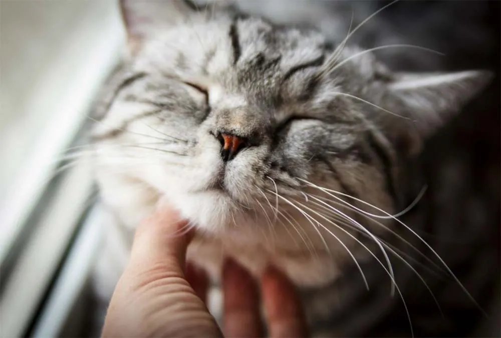 Котики укрепляют НС взрослых и иммунитет детей
