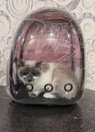 Чи потрібен тваринам калій йодид? 3