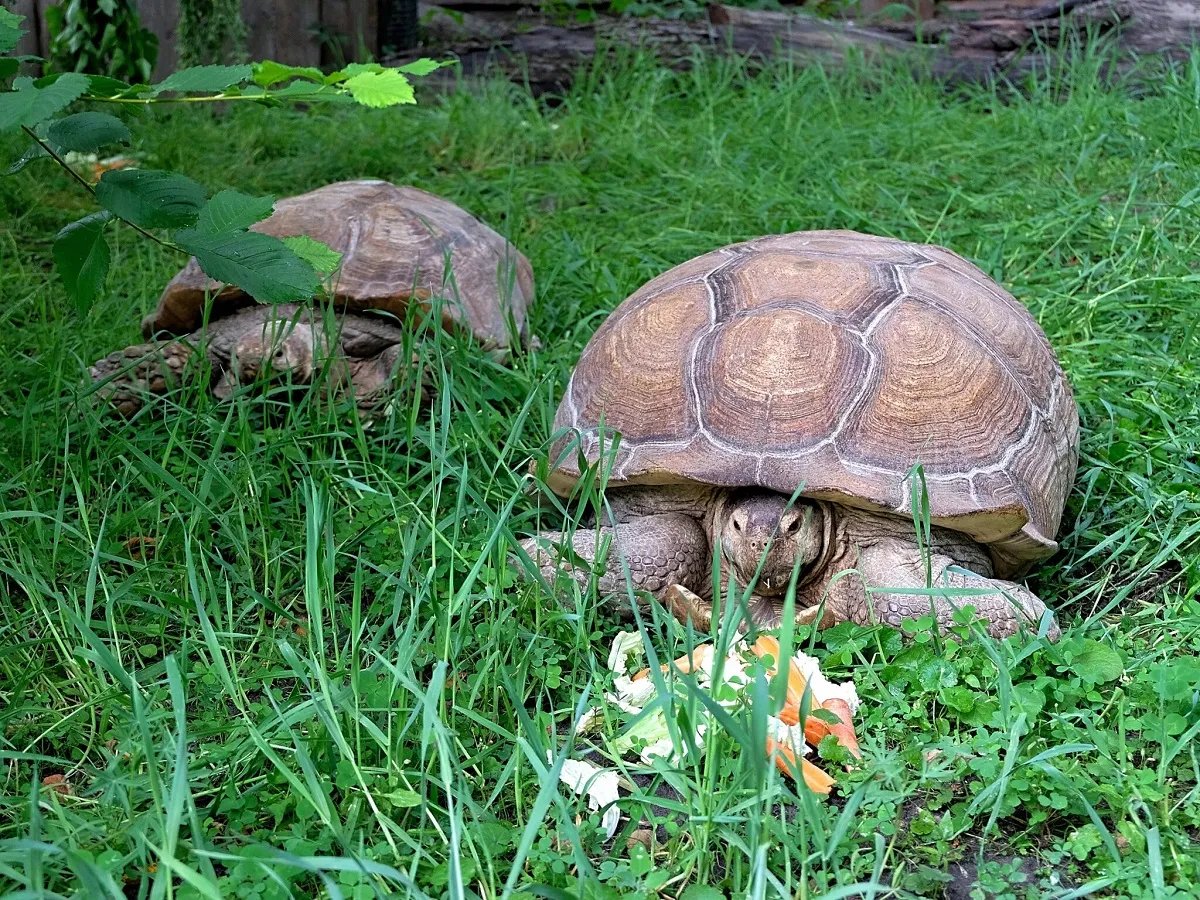 Шпороносні черепахи. Київський зоопарк