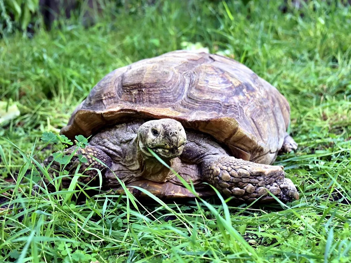 Шпороносна черепаха. Київський зоопарк