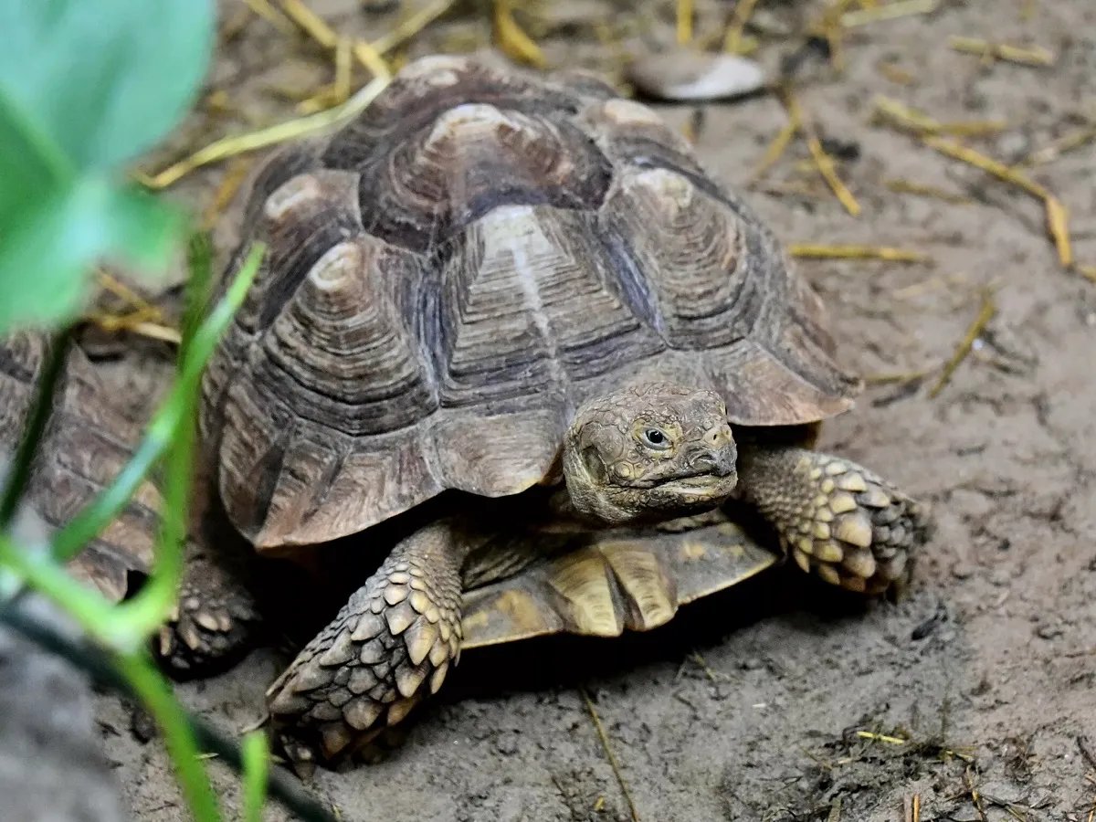Шпороносна черепаха. Київський зоопарк