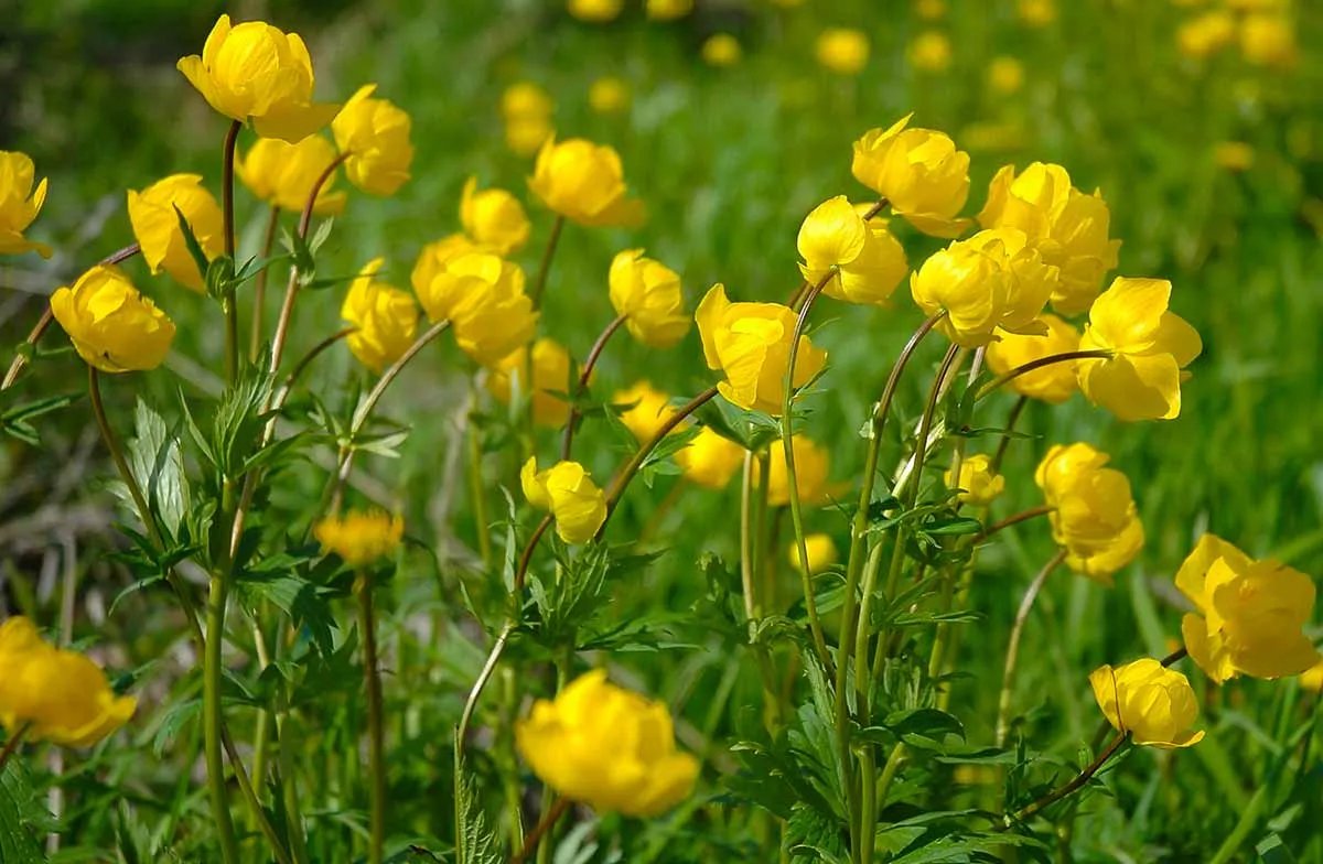 В этот день собирали кошачью дрему (купальницу обычную) В этот день собирали кошачью дрему (купальницу обычную)
