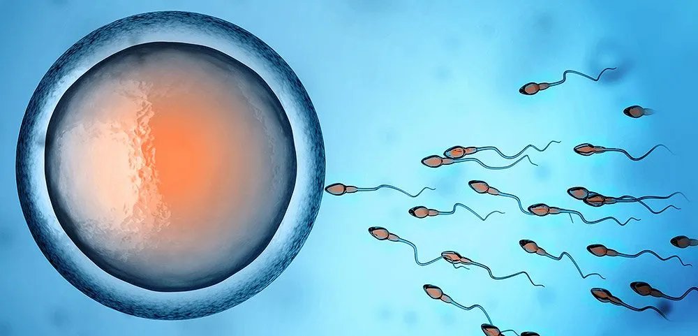 Волоський горіх може замінити м'ясо: корисні властивості та протипоказання продукту 4
