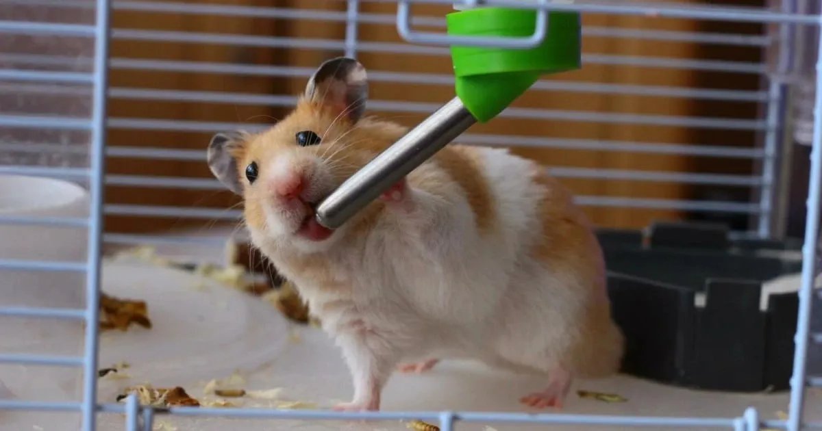 Обеспечьте животным прохладу и тень в доме