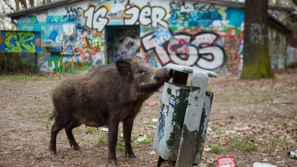Яким буде світ без людей через 100 років? 2