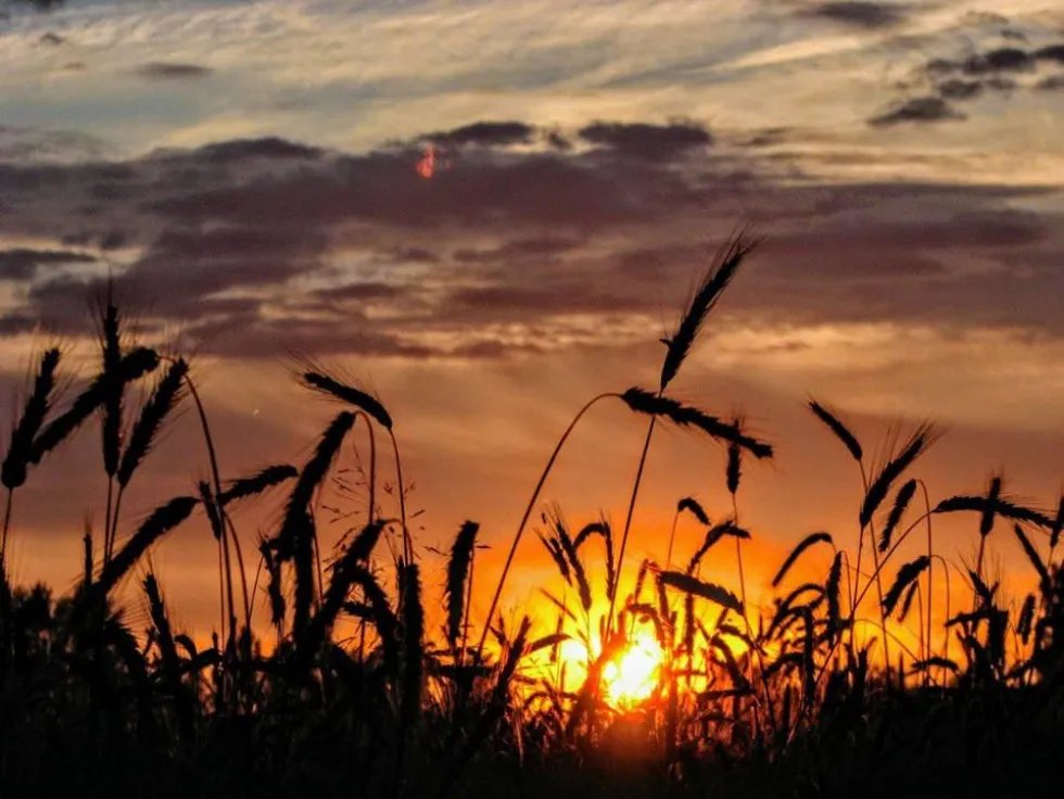 Рано-вранці потрібно піти в поле і зустріти там світанок