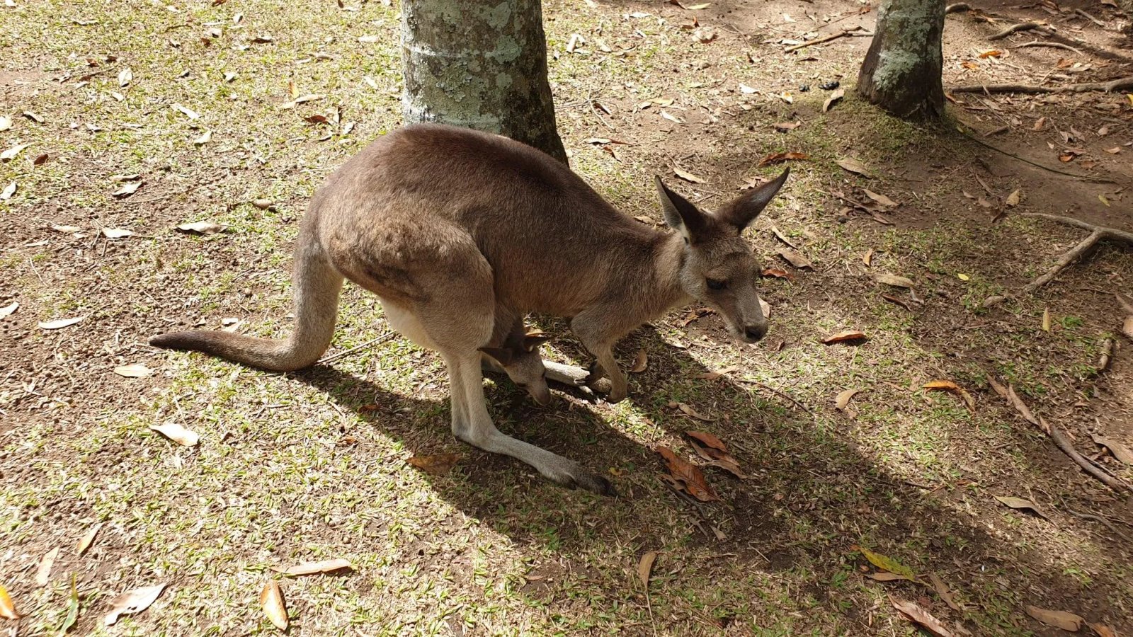 Кенгуру в Австралії Кенгуру в Австралії