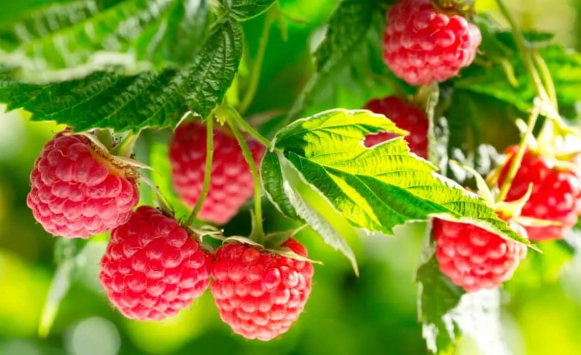 В это время собирали малину, первые овощи и крыжовник и варили варенье.